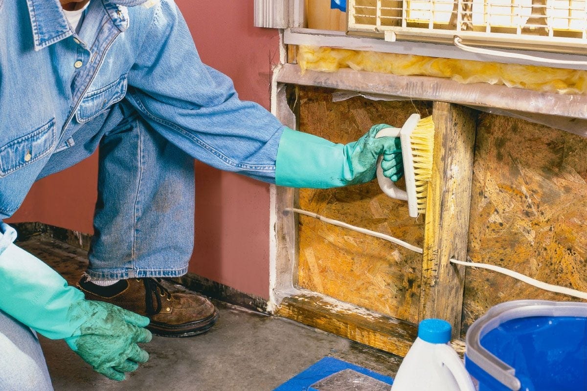 mold remediation company using moisture meter to find mold source