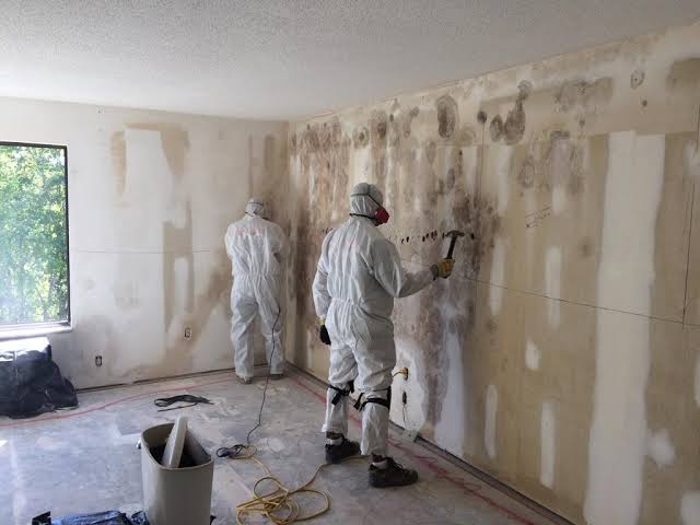 mold remediation company technician inspecting wall for mold growth